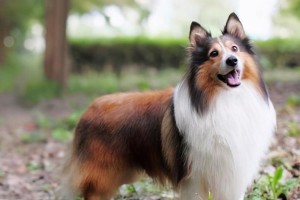 多伯曼犬的饲养指南（从营养、运动到训练全面了解）