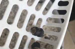猫粑粑的形态及特征分析（揭秘猫粑粑的外观、气味、颜色与健康状况）