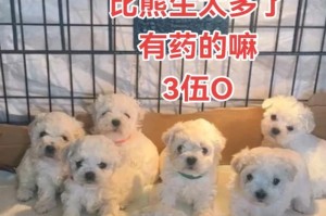 比熊犬生育周期解析（探寻比熊犬生育周期和繁殖特点的奥秘）