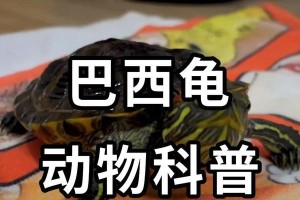 乌龟寿命之谜（揭秘常养乌龟寿命的关键因素和养殖技巧）