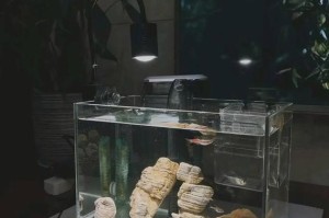 鱼缸水变浑浊的原因及解决方法（探究鱼缸水浑浊的成因与有效解决之道）