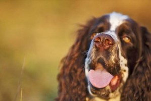 如何纠正史宾格犬的异食行为（宠物饮食健康管理）