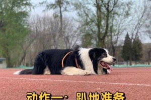 训练边境牧羊犬接飞盘（以宠物为主，让狗狗快乐玩耍）