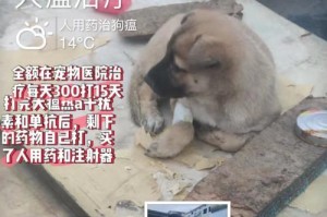 犬温热的预防与治疗（保护你的爱宠健康从温热开始）