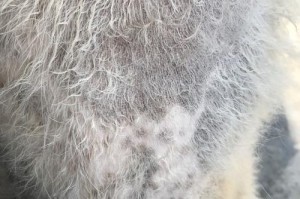 狗皮肤变黑脱毛的原因及解决方法（探究狗皮肤变黑脱毛的症状、原因与治疗）