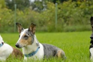 苏格兰牧羊犬训练全攻略（以宠物为主，让你的苏牧成为顺从听话的好狗狗）