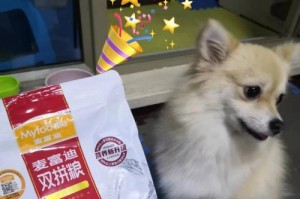 狗妈妈们如何催奶？（营养食物与催奶技巧助力狗妈妈顺利哺乳）