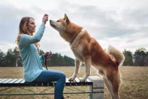 秋田犬可以吃水果吗？——揭秘宠物饮食中的小秘密（如何科学喂养秋田犬，让它健康成长？）