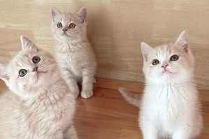 为什么英短蓝猫会有长毛？（探究英短蓝猫毛发特点的原因和遗传机制）