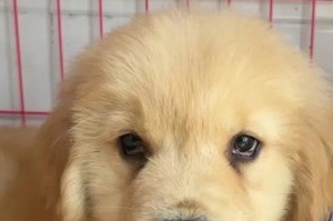 金毛犬的成长周期及关键因素（从小毛球到威风十足，金毛犬长大需要多久？）
