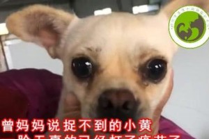 狗狗受伤后需要多久才能恢复正常？（探寻狗狗康复的时间和关键因素）