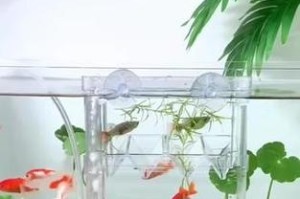 打造美丽水草缸，养出绚丽孔雀鱼（挑选合适品种，营造理想环境，让孔雀鱼绽放鲜艳色彩）