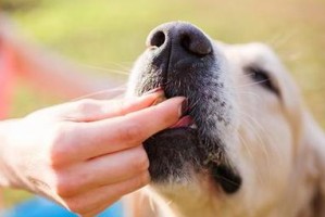 治疗宠物犬尿道感染的最佳方法（预防和治疗宠物犬尿道感染的有效技巧）