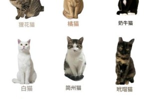 山东狮子猫饲养指南（从猫咪选择到日常护理全面解析）