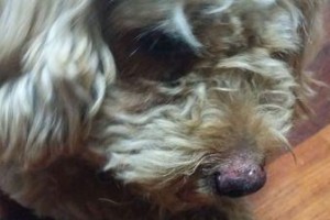 提高狗鼻子灵敏度的有效药物选择（药物在狗鼻子训练中的应用及关键因素分析）