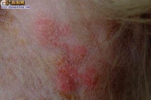 狗狗头部疾病（掌握关键知识，保护你的宠物）