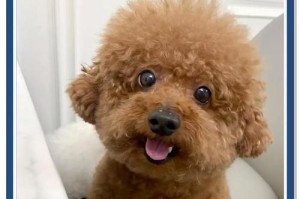 泰迪犬的饮食注意事项（泰迪可以喝牛奶吗？泰迪犬的养育需注意什么？）