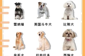 美国可卡犬的饲养方法（以宠物为主，让你的犬只健康快乐）