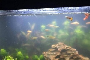 鱼缸水质为何会浑浊？（探究造成鱼缸水质浑浊的原因及解决办法）
