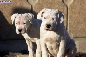 如何饲养健康快乐的阿根廷杜高犬（以爱心和耐心为基础，让你的犬友拥有幸福的生活）