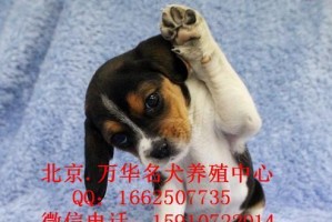 养护比格猎犬的注意事项（以宠物为主，打造健康快乐的比格犬生活）