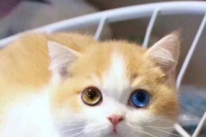 探索猫龙猫的奇妙生活（以什么交奶猫龙猫为主题的探索之旅）