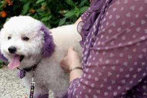 训练顽皮比熊犬的秘诀（以宠物为主，教你如何让你的比熊犬变听话）