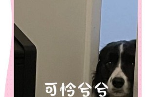 养边境牧羊犬的6大必备事项（了解这些关键要点，让你成为边牧爱好者的首选！）