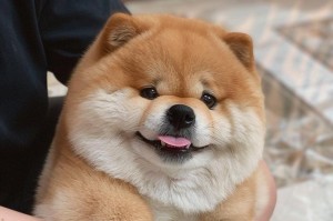 以花舌头的犬为什么好（探寻花舌犬的独特魅力）