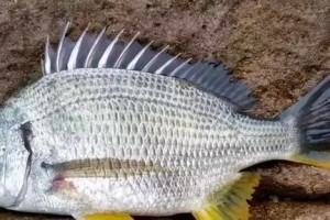 海鱼品种全览（探索海洋中多样的海鱼家族）