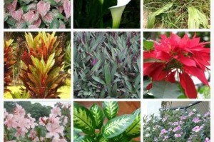 狗吃哪些植物会中毒？（了解狗类中毒植物，保护你的宠物安全）