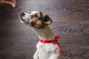 狗狗站立的危险性（保护你的爱犬远离站立带来的潜在伤害）