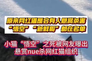 猫咪中毒的致命时间究竟有多长？（揭秘猫咪中毒的危险程度及其关键因素）