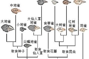 人字蝶饲养指南（了解人字蝶，让它更健康快乐）