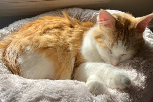 猫咪的理想家园（打造猫咪的梦幻世界，猫窝的设计关键）