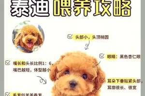 泰迪狗的指甲护理（保持宠物泰迪狗指甲的健康与舒适）