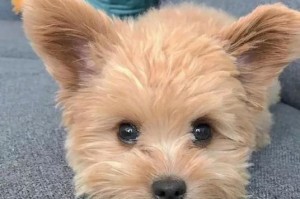 探秘超级大的泰迪犬（超大型泰迪犬的起源、特征和饲养要点）