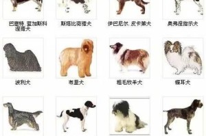 皇家猎犬——大号玩具熊的活泼伴侣（松狮犬，一个与众不同的猎犬品种）