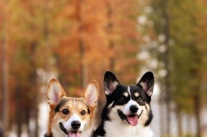 柯基犬的高价之谜（探索柯基犬价格背后的原因）