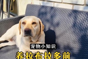 《拉布拉多饲养全攻略》（拉布拉多饲养6大方面须知）