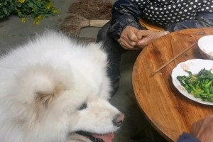 狗狗的膳食选择（探索狗狗吃菜的益处与健康推荐）