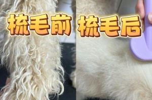 如何正确选择拉布拉多梳毛工具？（选择合适的梳子，让拉布拉多毛发更健康）