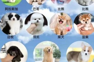 萨摩耶犬的寿命——揭秘12-15年的生命旅程（探讨萨摩耶犬平均寿命、寿命影响因素及如何延长寿命）