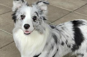 探寻格惠犬美丽之谜（以何种颜色的格惠犬最好看？）