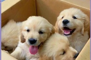 购买金毛犬的注意事项（养金毛犬前必须知道的重要症状）