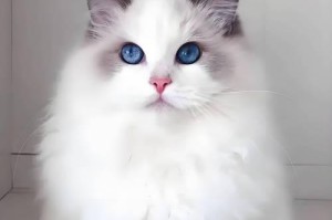 神秘与可爱——以像猫的动物为主题（探索猫科动物的奇妙世界）