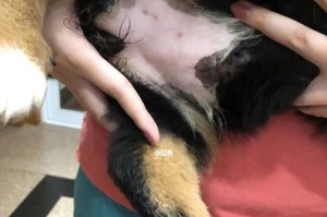 以伯恩山犬得了皮肤病该怎么办？（宠物的健康状况需要注意，以伯恩山犬的皮肤病治疗方法探究）