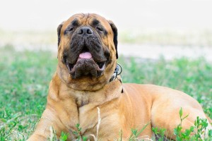 斗牛马士提夫犬饲养全指南（了解斗牛马士提夫犬的饲养方法，让你成为出色的犬主人）