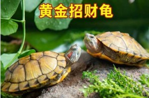 为什么不要养红耳龟（红耳龟养殖的风险与问题）