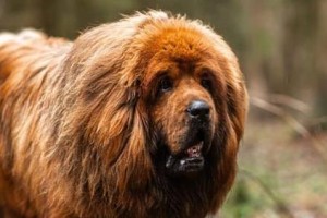 藏獒为什么一生只认一个主人？（探索藏獒独特的忠诚品质和独居行为）